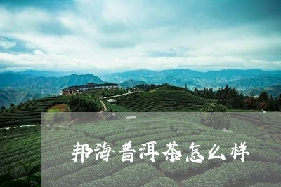 邦海普洱茶怎么样/2023031828959