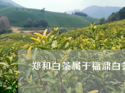 郑和白茶属于福鼎白茶吗/2023032984938