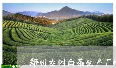 郑州古树白茶生产厂地址/2023032921807