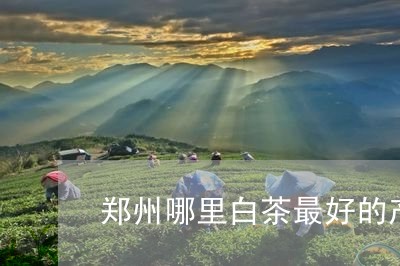 郑州哪里白茶最好的产地/2023032995370