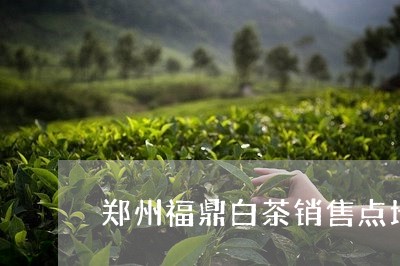 郑州福鼎白茶销售点地址/2023032954827