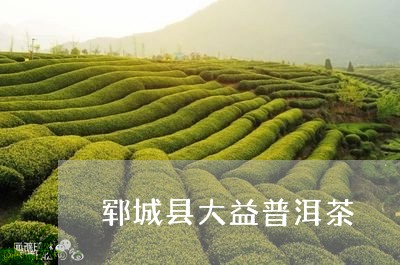 郓城县大益普洱茶/2023041351616