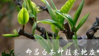 都昌白茶种植基地在哪里/2023032963835