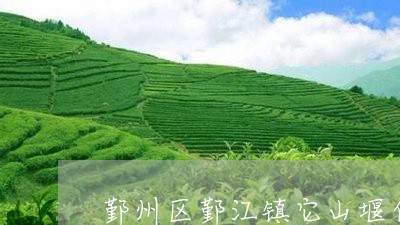 鄞州区鄞江镇它山堰白茶/2023032852613