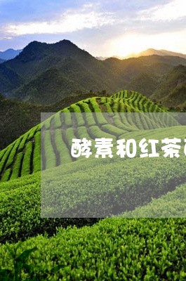 酵素和红茶菌的区别/2023041530606