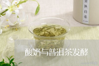 酸奶与普洱茶发酵/2023040901724