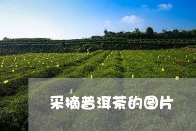 采摘普洱茶的图片/2023040926179