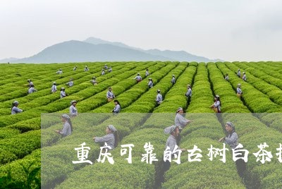 重庆可靠的古树白茶招商/2023032904151