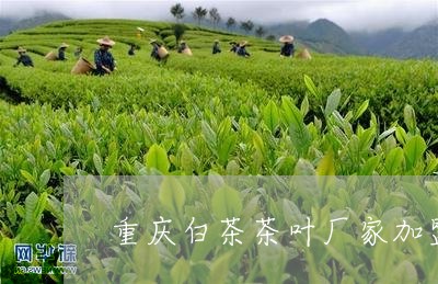 重庆白茶茶叶厂家加盟店/2023032918391