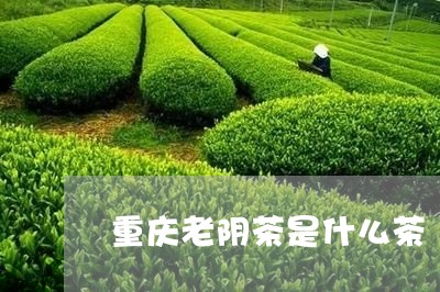 重庆老阴茶是什么茶/2023031939492