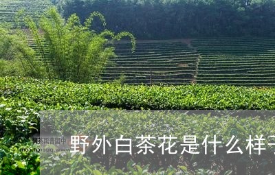 野外白茶花是什么样子的/2023032955948