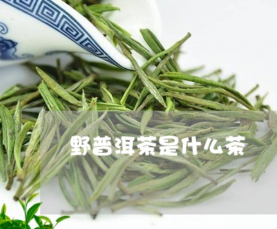 野普洱茶是什么茶/2023041125168