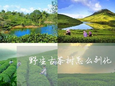 野生古茶树怎么驯化/2023041669473