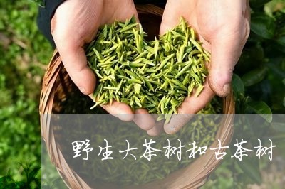 野生大茶树和古茶树/2023041610584