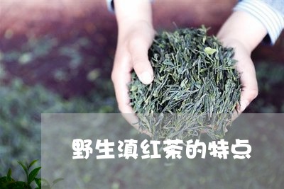 野生滇红茶的特点/2023041436306