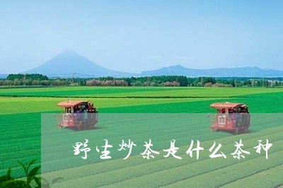 野生炒茶是什么茶种/2023041508261