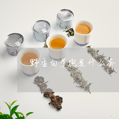 野生白芽孢是什么茶/2023041680894