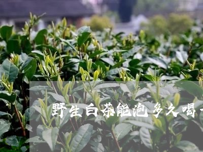 野生白茶能泡多久喝一次/2023032988340