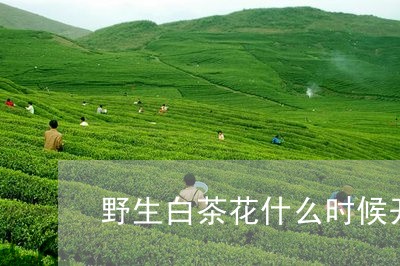 野生白茶花什么时候开花/2023032947149