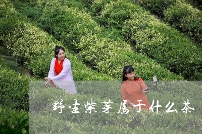 野生紫芽属于什么茶/2023032195079