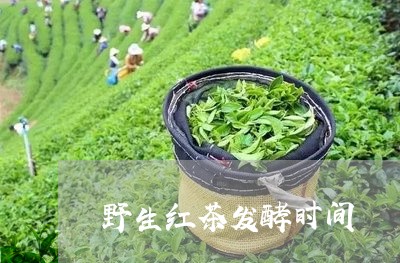 野生红茶发酵时间/2023032309401