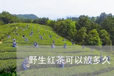 野生红茶可以放多久/2023041431935