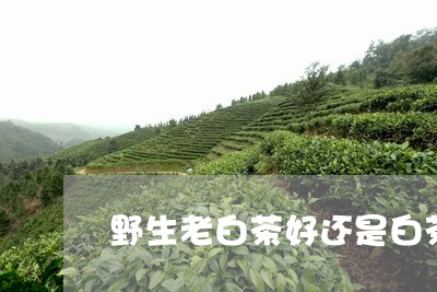 野生老白茶好还是白茶好/2023032991928