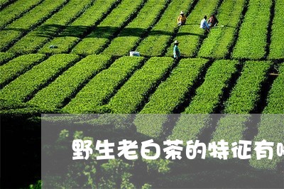 野生老白茶的特征有哪些/2023032984725