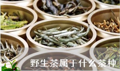 野生茶属于什么茶种/2023032128281