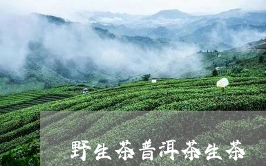 野生茶普洱茶生茶/2023041058473