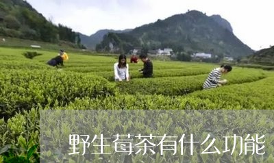 野生莓茶有什么功能/2023031948470