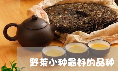 野茶小种最好的品种/2023041777059