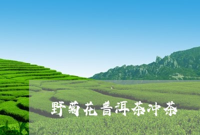 野菊花普洱茶冲茶/2023040183037