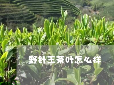 野针王茶叶怎么样/2023032743814