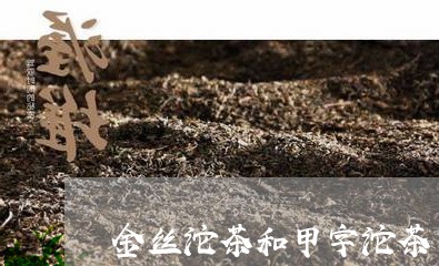 金丝沱茶和甲字沱茶/2023041679462