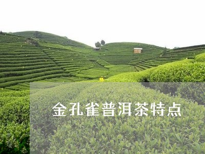 金孔雀普洱茶特点/2023041076250