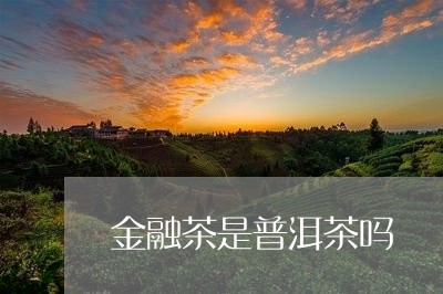 金融茶是普洱茶吗/2023041168583