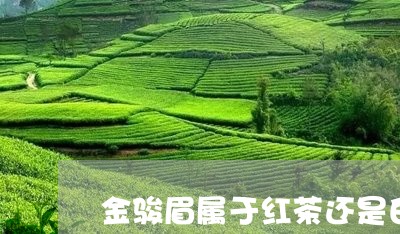 金骏眉属于红茶还是白茶/2023032941803