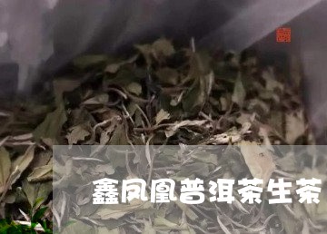 鑫凤凰普洱茶生茶/2023031674049