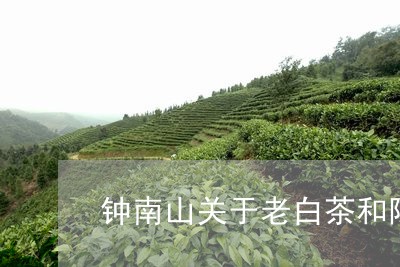 钟南山关于老白茶和陈皮/2023032931571