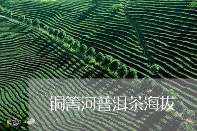 铜箐河普洱茶海拔/2023040125159