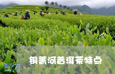 铜菁河普洱茶特点/2023040110594