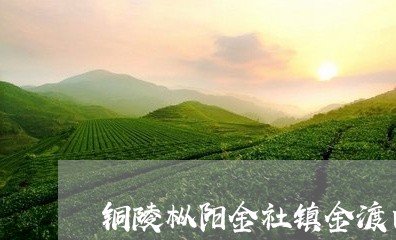 铜陵枞阳金社镇金渡白茶/2023032956279