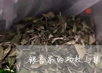 银杏茶的功效与禁忌/2023041654049