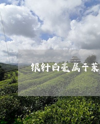 银针白毫属于茉莉花茶吗/2023032931804