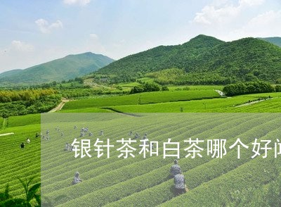 银针茶和白茶哪个好闻些/2023032955148