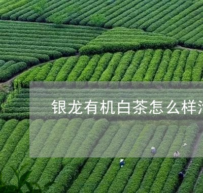 银龙有机白茶怎么样泡的/2023032949395