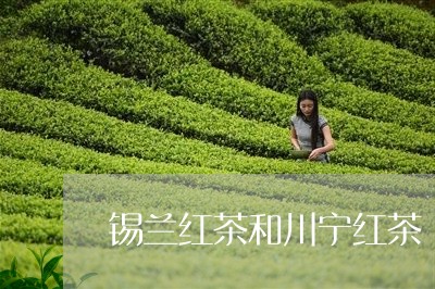 锡兰红茶和川宁红茶/2023041510693