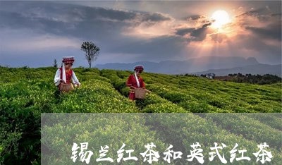 锡兰红茶和英式红茶/2023031817483