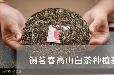 锡茗春高山白茶种植基地/2023032936267